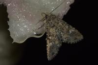 Mamestra brassicae