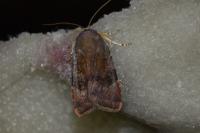 Noctua janthe/janthina
