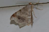 Macaria alternata