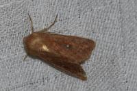 Mythimna albipuncta