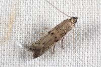 Phycitodes inquinatella