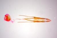Phycitodes inquinatella