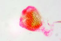 Phycitodes inquinatella