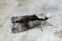 Acronicta alni