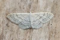 Idaea deversaria