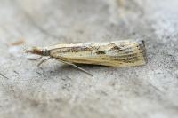 Agriphila inquinatella