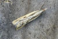 Agriphila inquinatella