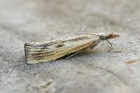 Agriphila inquinatella