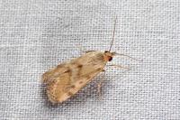 Tegostoma comparalis