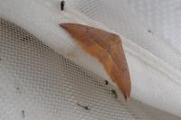 Watsonalla uncinula
