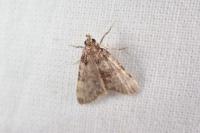 Aglossa brabanti