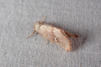 Haemerosia renalis