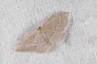 Idaea elongaria