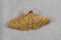 Patania balteata