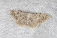 Scopula submutata roseonitens