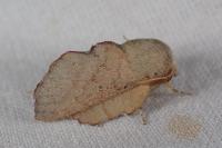 Phyllodesma suberifolia