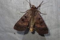 Xestia stigmatica