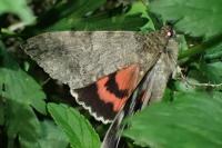 Catocala nupta