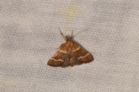 Stemmatophora combustalis