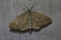 Scopula immorata