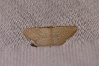 Scopula minorata