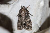 Acronicta rumicis