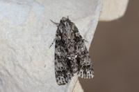 Acronicta rumicis