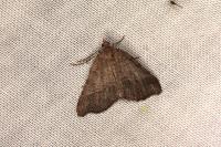 Macaria ichnusae