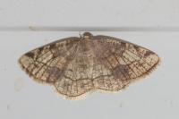 Stegania trimaculata