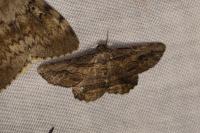 Menophra abruptaria