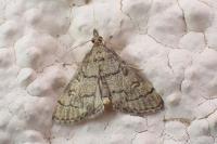 Metasia cuencalis bourgognei