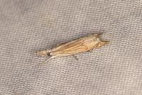 Metacrambus carectellus