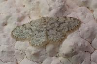 Idaea alyssumata