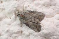 Bryophila raptricula