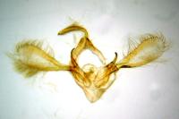 Bryophila raptricula
