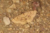 Cyclophora puppillaria