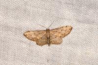 Idaea efflorata