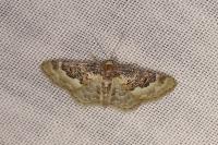 Idaea rusticata