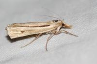 Ancylolomia tentaculella / disparalis