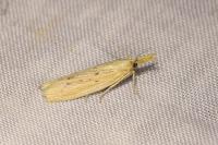 Ematheudes punctella