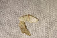 Idaea politaria