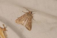 Spodoptera exigua