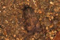 Agrotis trux rubrofusca