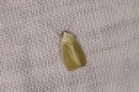 Earias clorana