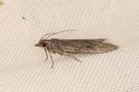 Aphomia cephalonica