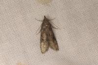 Aphomia cephalonica