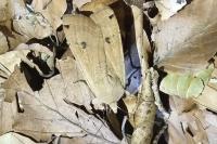 Noctua pronuba