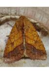 Pyrrhia umbra