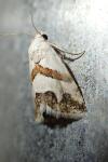 Eublemma candidana