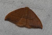 Watsonalla cultraria